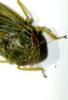 Speudotettix subfusculus